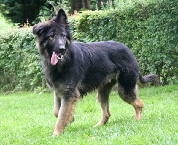 ben gsd with floppy ear