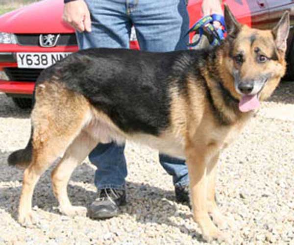 bob the gsd very stressed in kennels