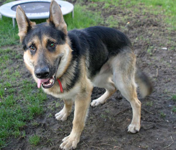 bobby the gsd