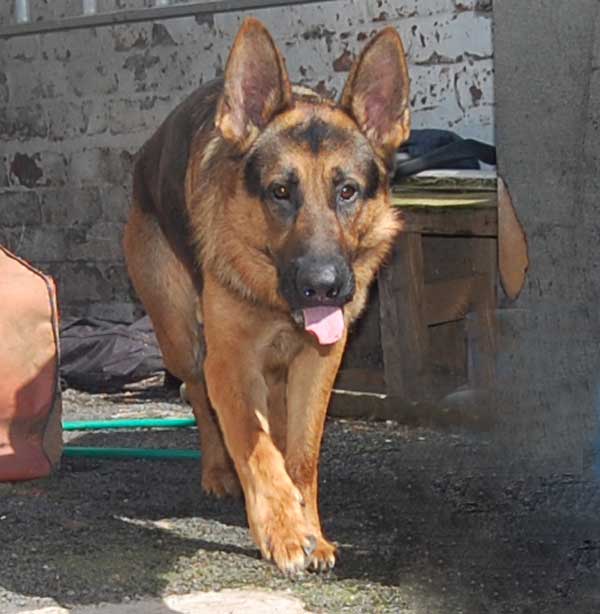 ben the gsd