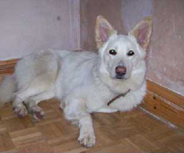 charlie pretty white gsd girl