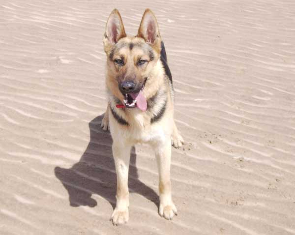 dutch on the beach