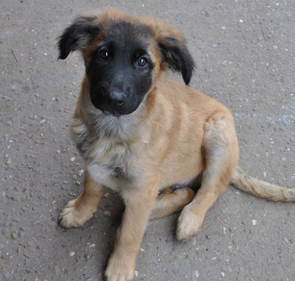 gizmo gsd cross puppy