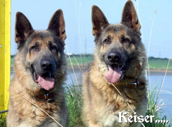 keiser the gsd