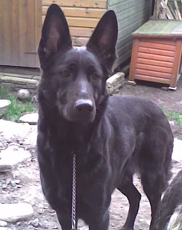 lara black gsd