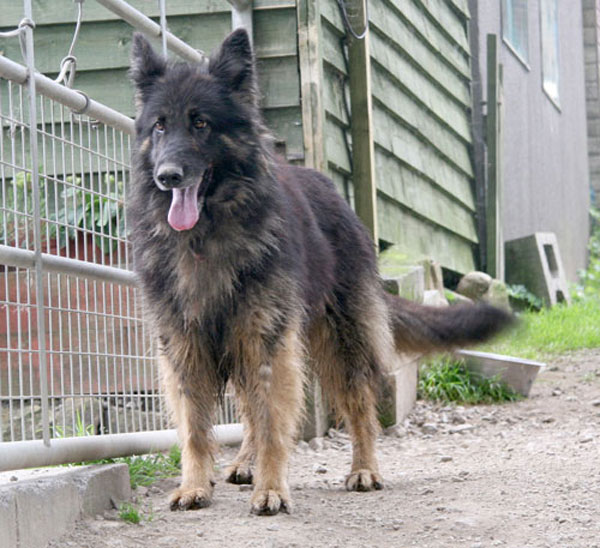 lucky badly treated gsd