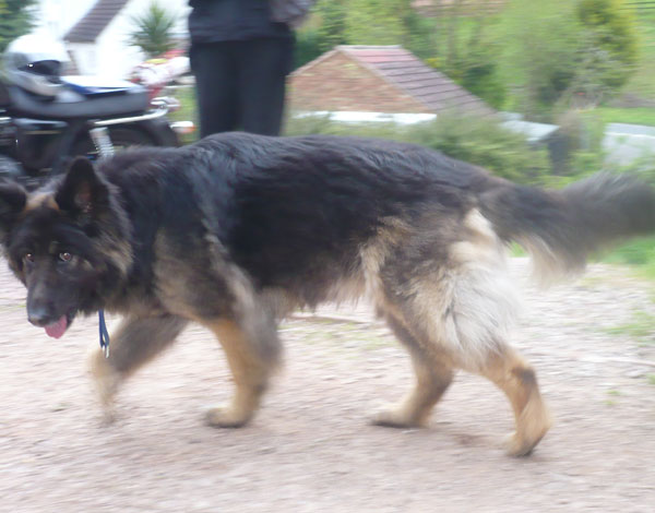 mitzy lomnh haired gsd