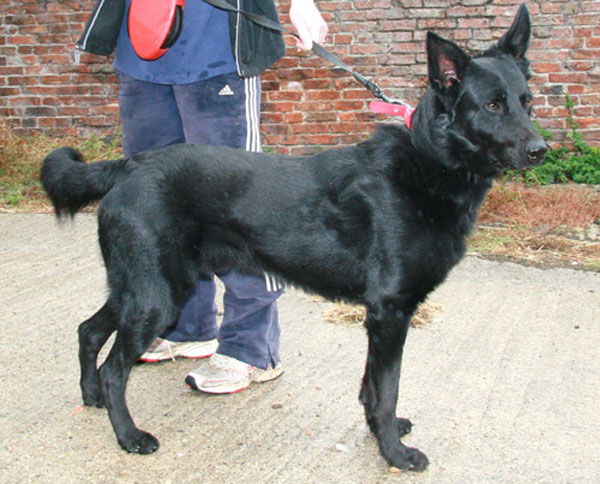 mac the black gsd