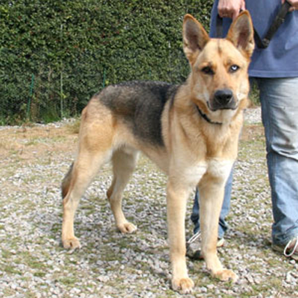 max gsd inuti cross