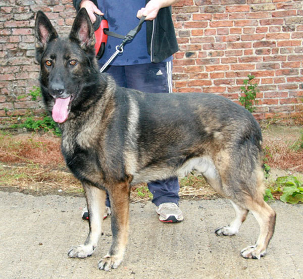 max sable coat gsd