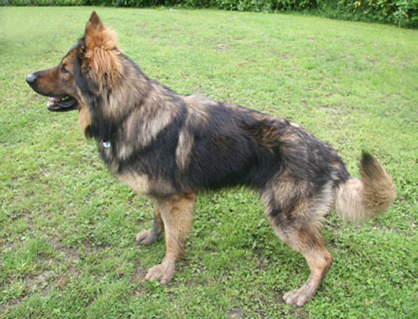 max sable gsd