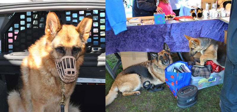 german shepherd dogs and a puppy