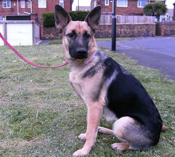 saskia young GSD