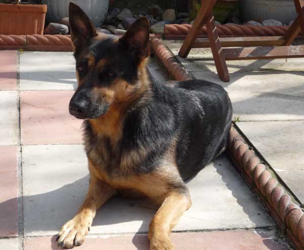 becky the GSD with floppy ears