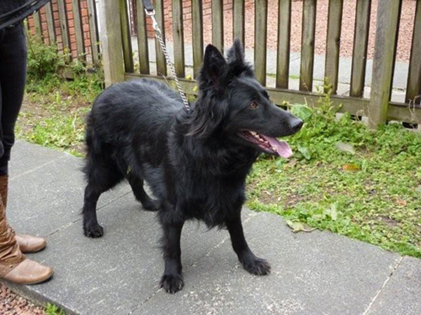 tara  black gsd