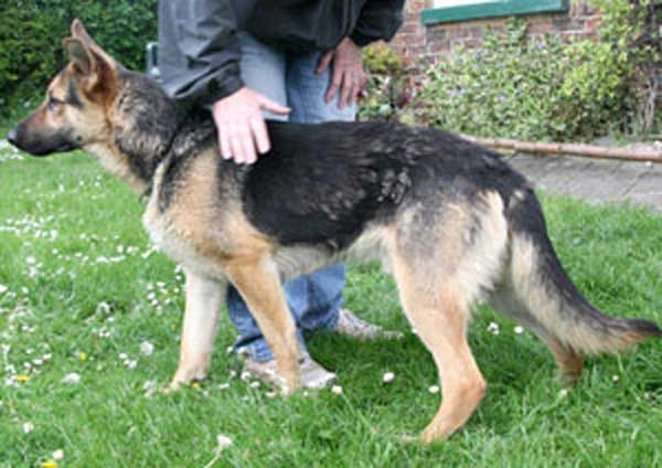 Todd gsd