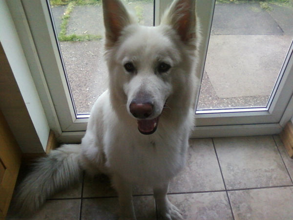 trojan the white german shepherd