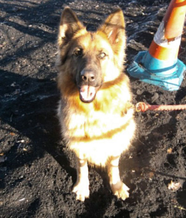 zimba gsd