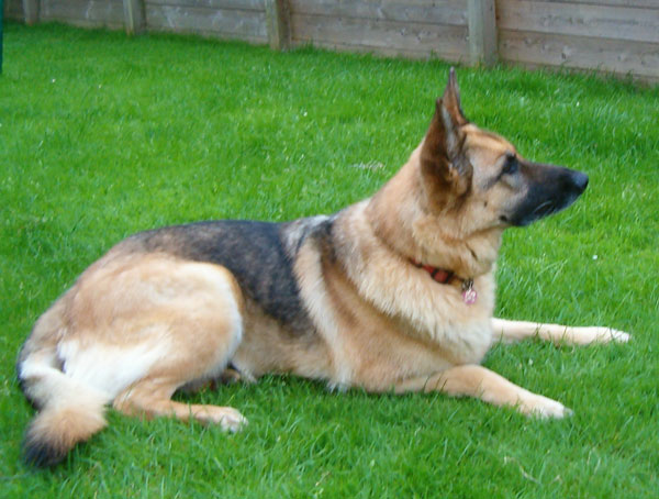 aca female gsd