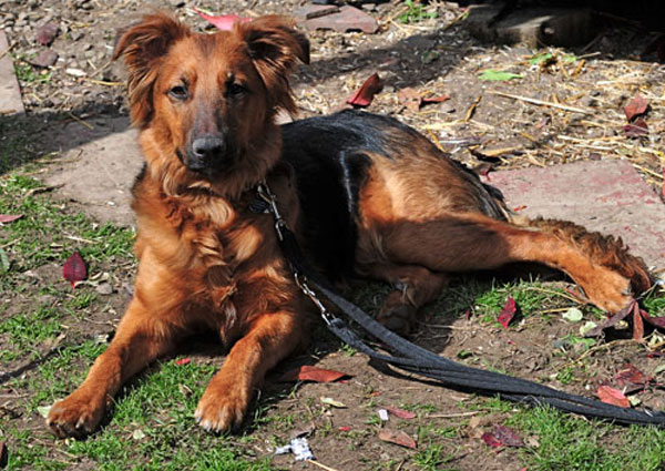 barney gsd cross