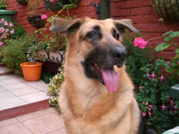 becky the GSD with floppy ears