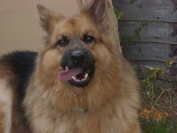 benji long coated gsd for rehoming