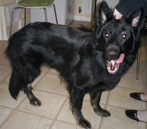 shadow black gsd