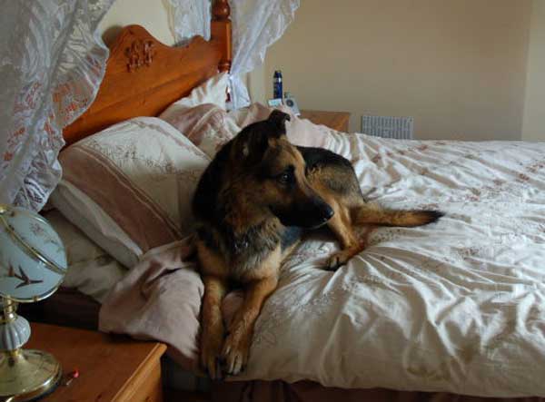 bruno on the bed