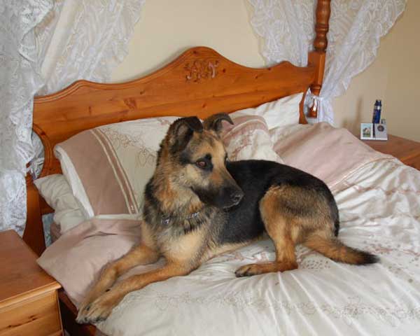 bruno the gsd lying on a 4 poster bed