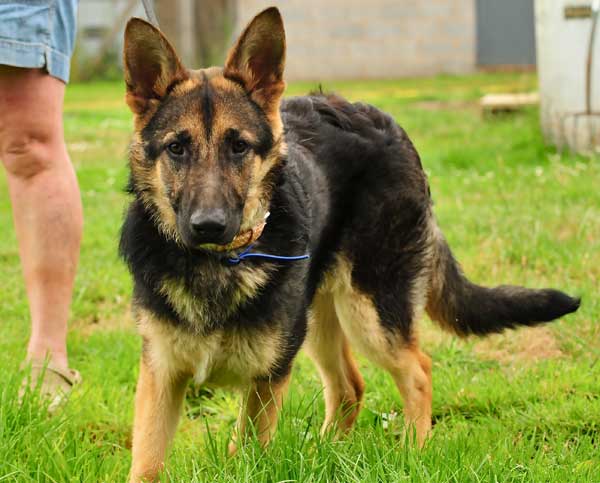 buddy the gsd puppy