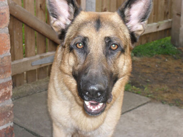 buster gsd lying on the sofa