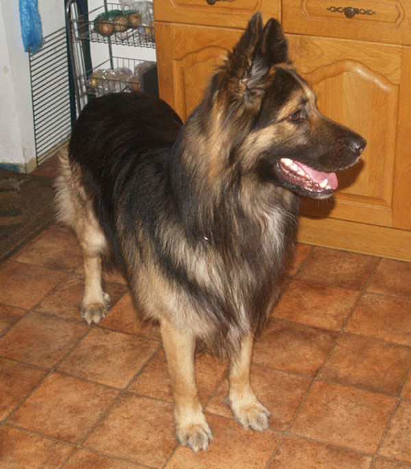 duke german shepherd