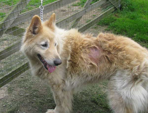 Bald German Shepherd