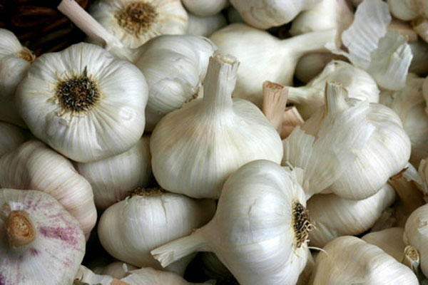 garlic