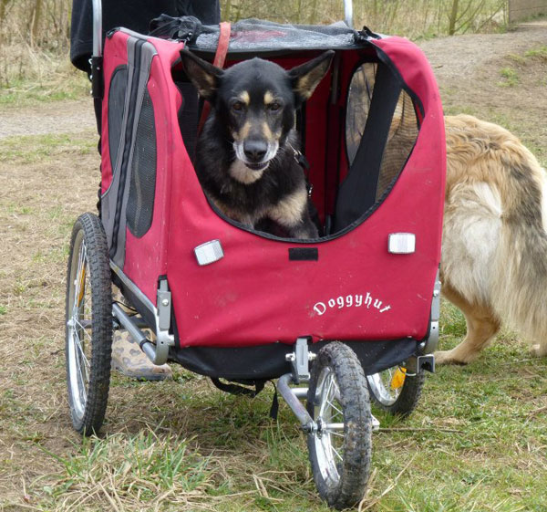 german shepherd in his doggy trolley