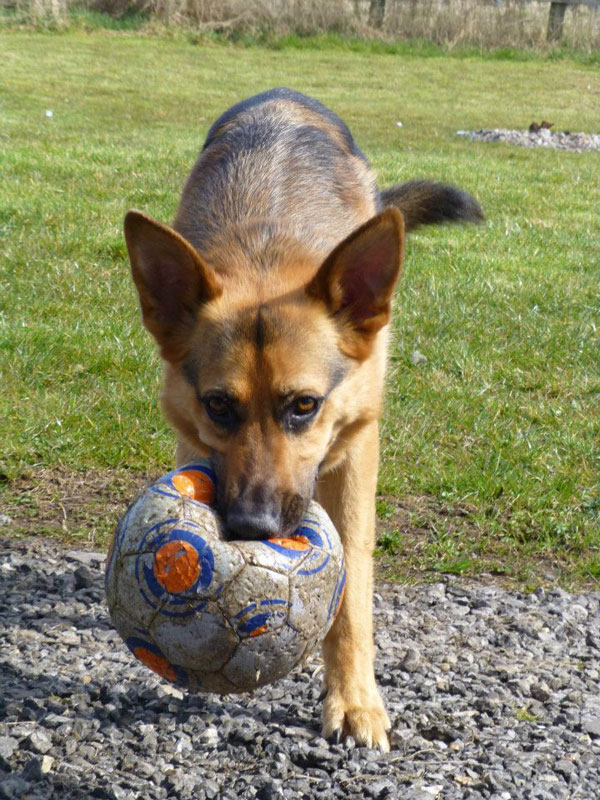 german shepherd with a ball in his mouth