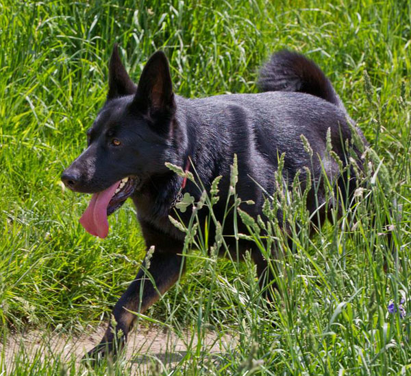german shepherd in the long grass