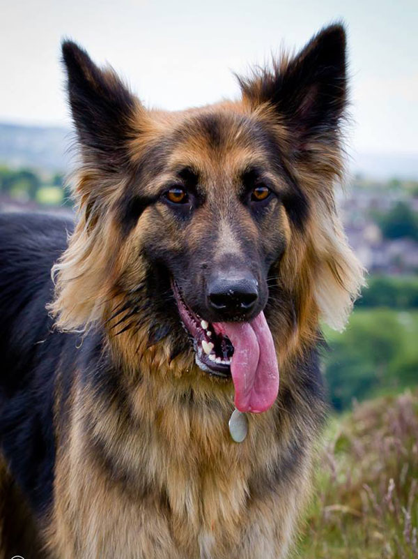 german shepherd with his tongue hanging out