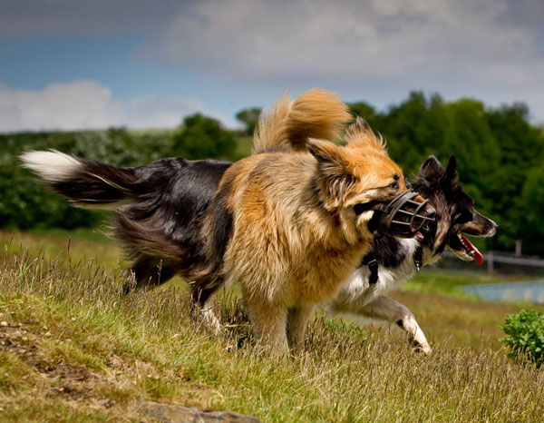 german shepherd and collie playing