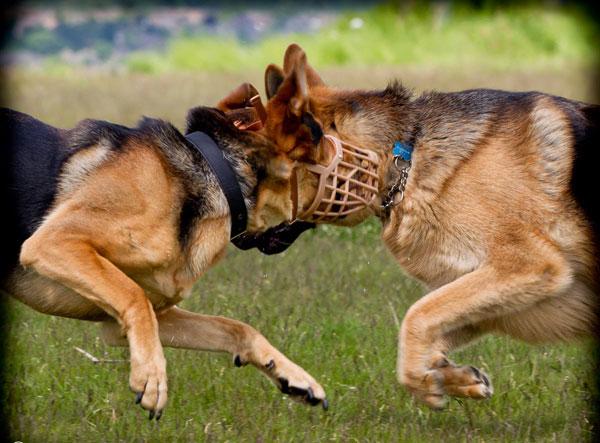 two german shepherds rough playing together