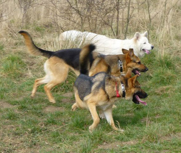 three german shepherds enjoying playing