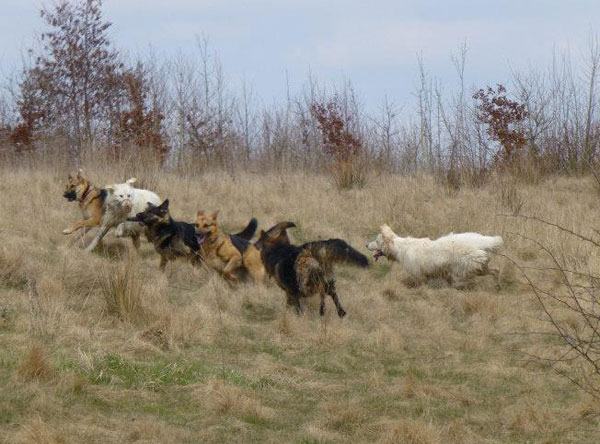 group of german shepherds playing