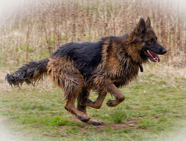 great picture of a german shepherd running