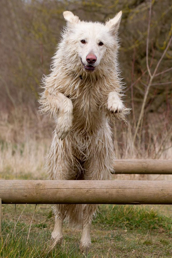 white german shepherd jumping over a log