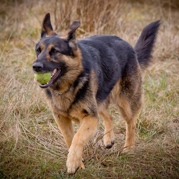 german shepherd with a ball in his mouth