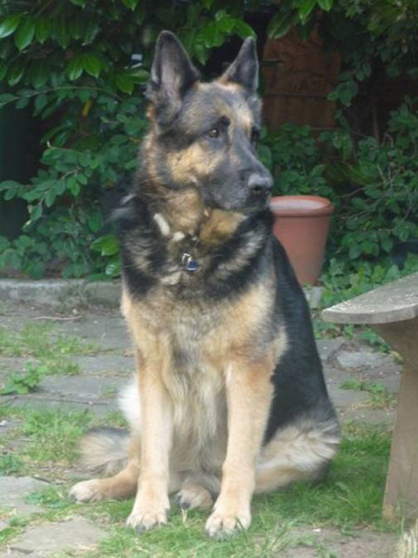 hannah gsd