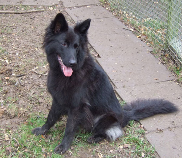 Black best sale shepherd rescue