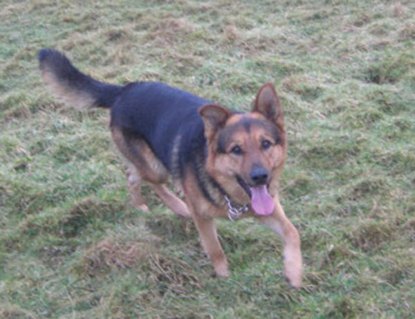 jack the happy gsd