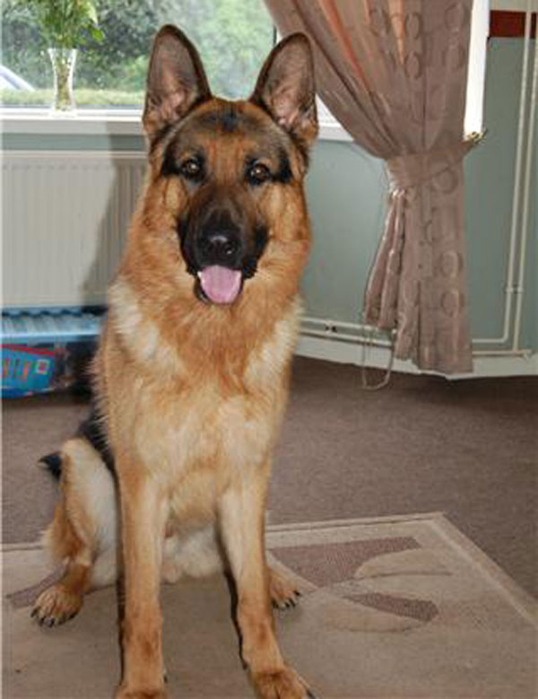 jacob gsd