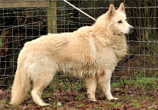 jj white german shepherd